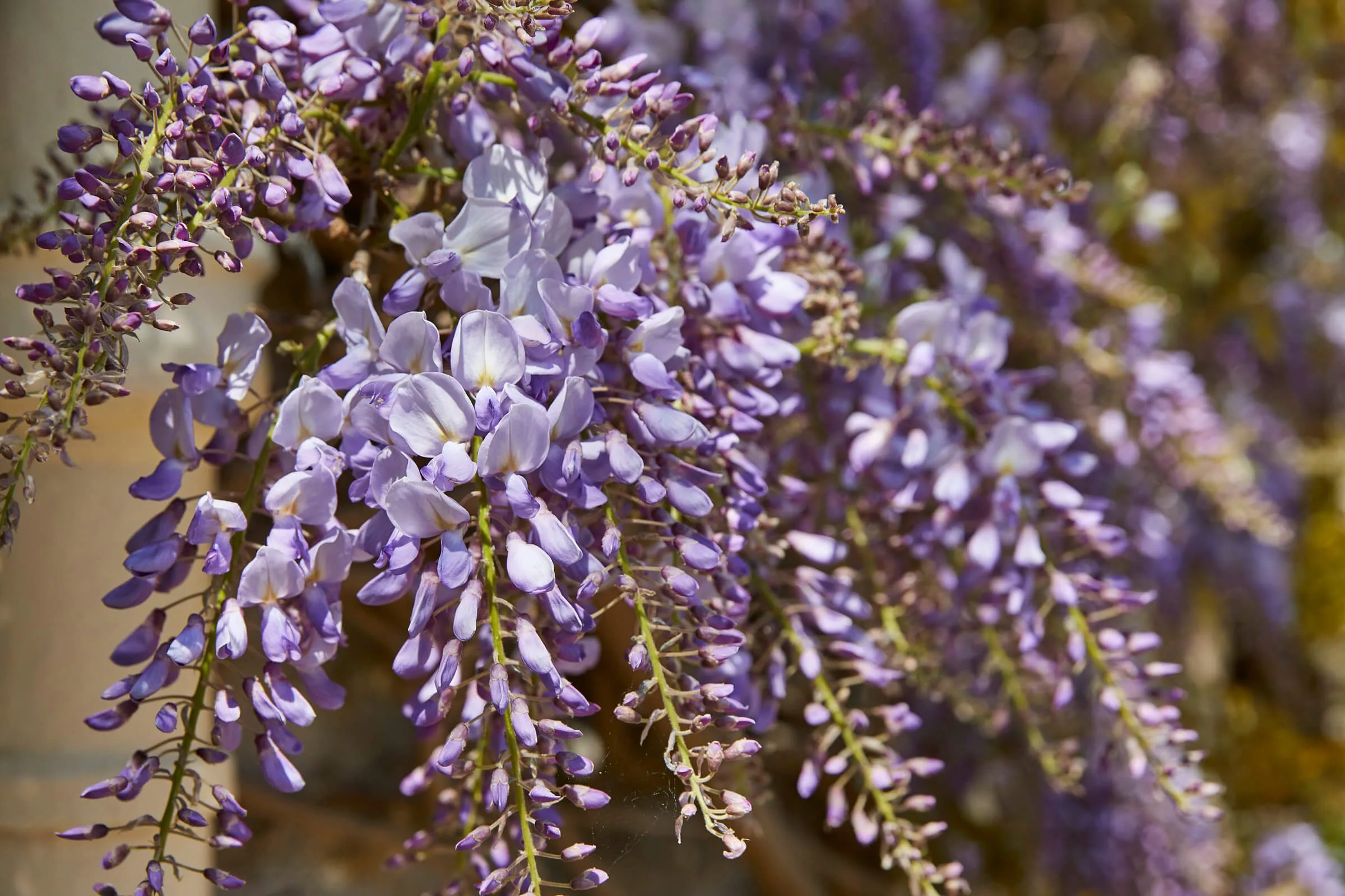 Rook lane textures 1